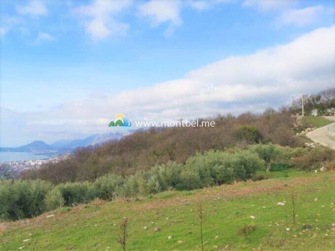 участок земли с маслинами